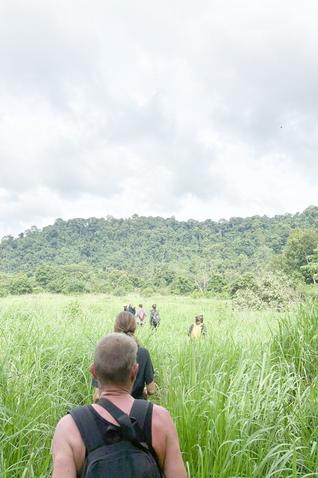 Group of trekkers walking through tall grass towards the jungle, with forested hills ahead