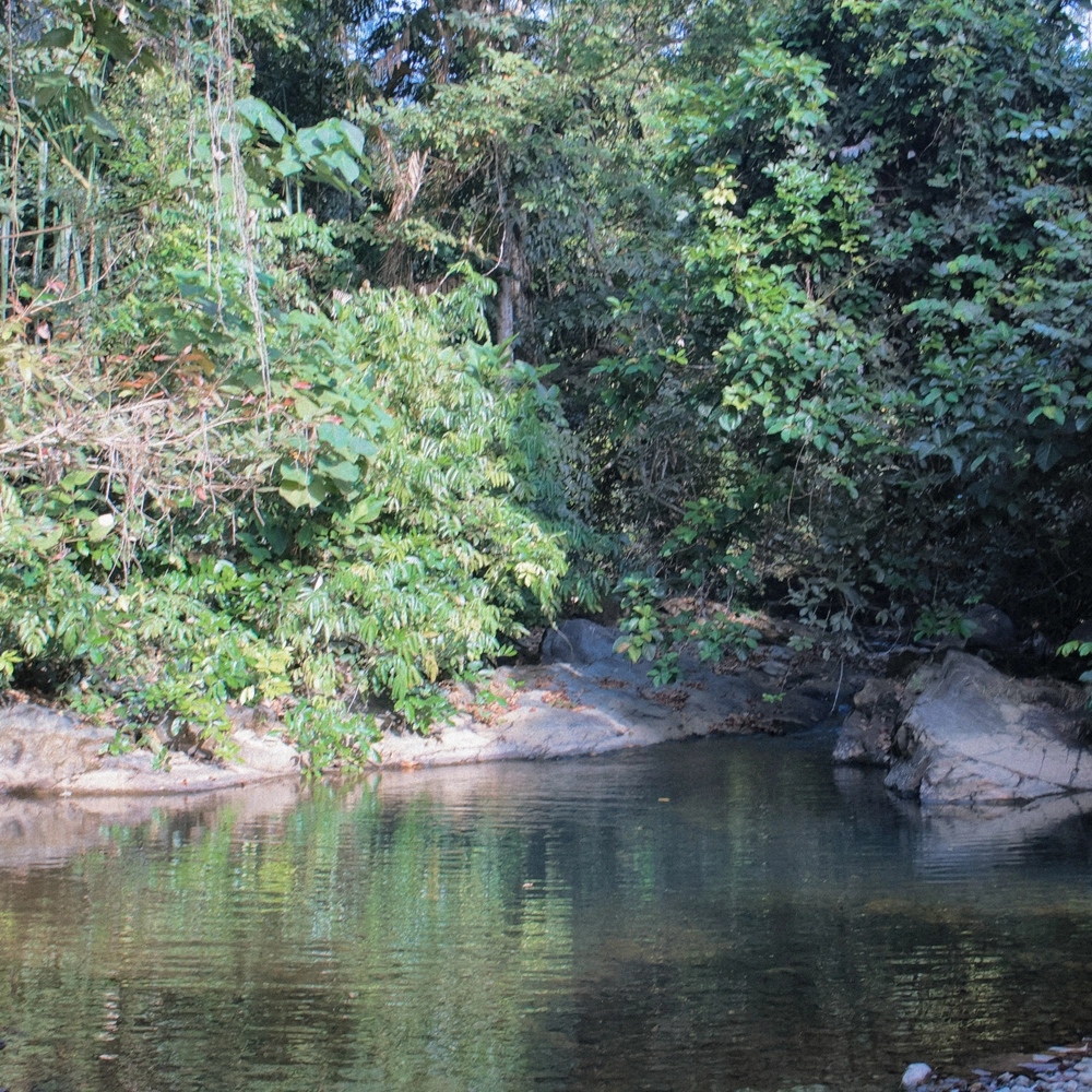 The jungle river pool with lush green surroundings